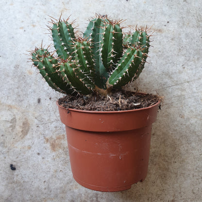 Euphorbia officinarum spp. echinus (Spurge/Succulent)