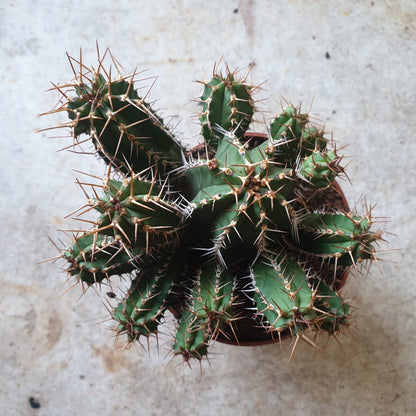 Euphorbia officinarum spp. echinus (Spurge/Succulent)