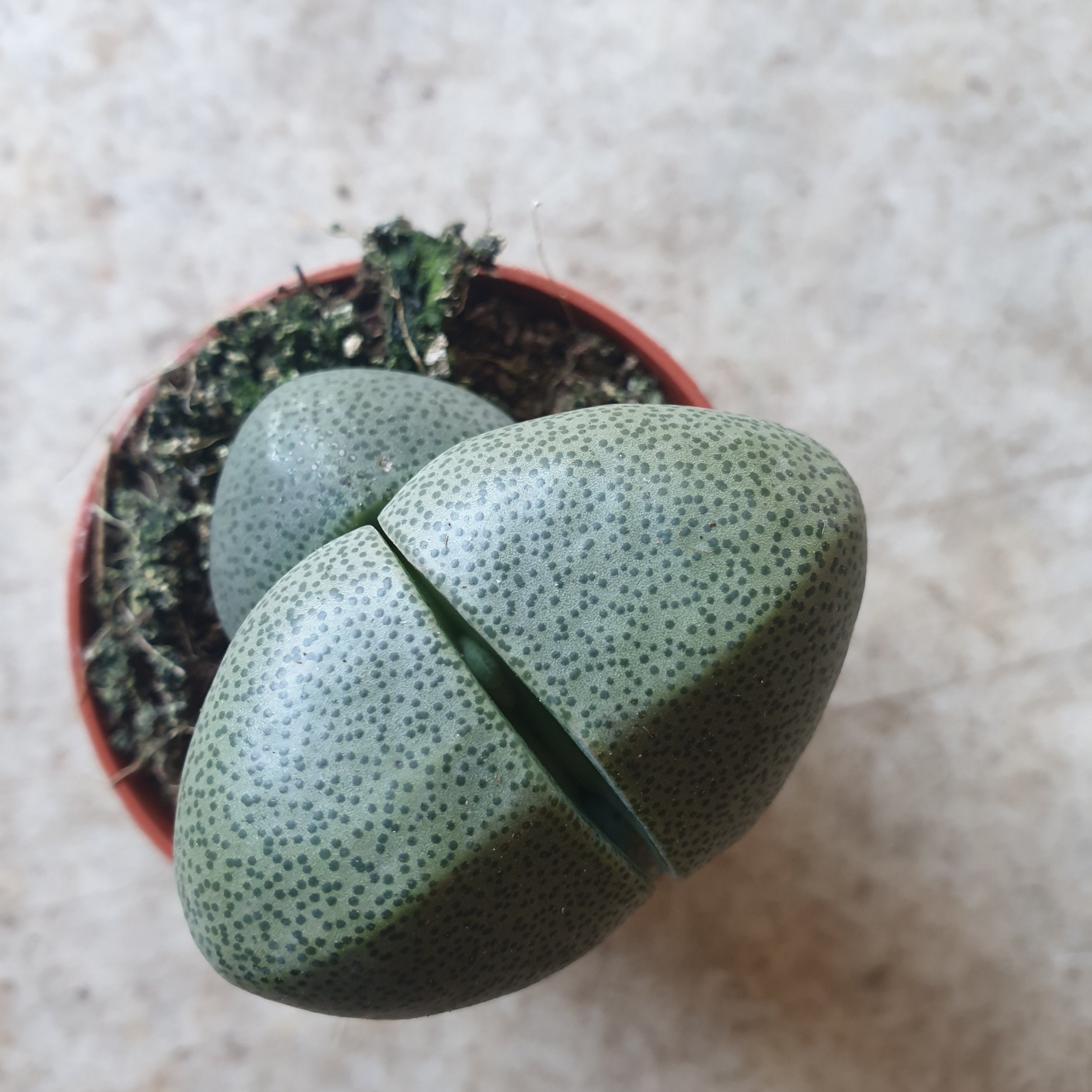 Pleiospilos nelii (Split Rock Plant/ Succulent)