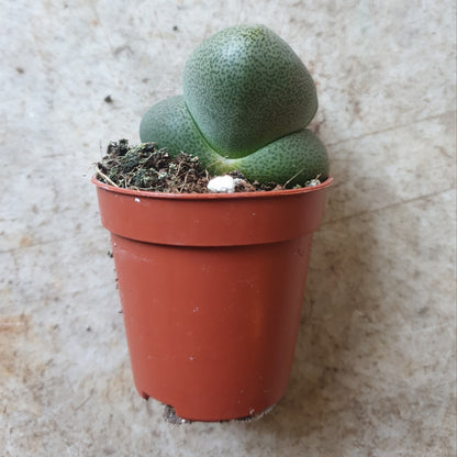 Pleiospilos nelii (Split Rock Plant/ Succulent)