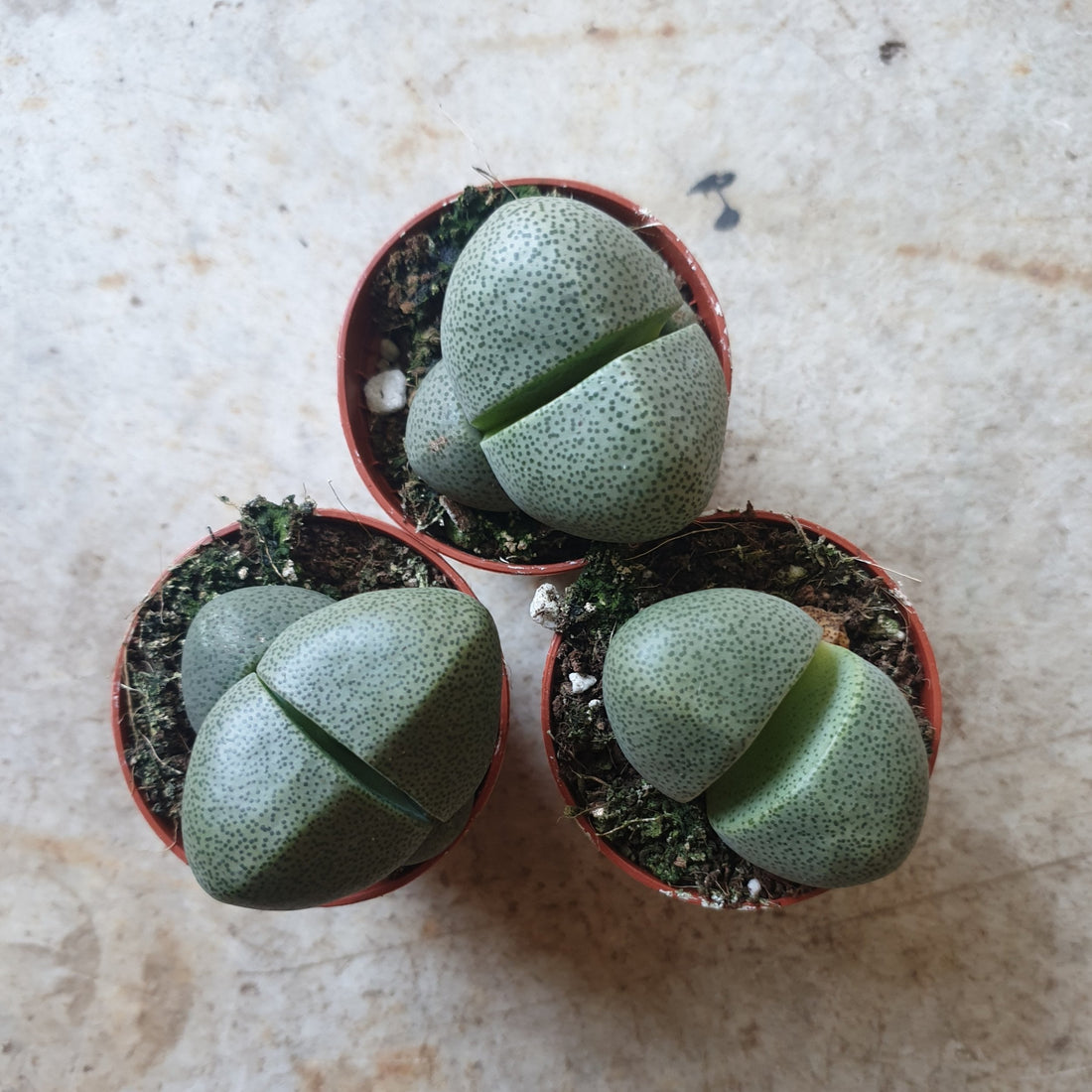 Pleiospilos nelii (Split Rock Plant/ Succulent)