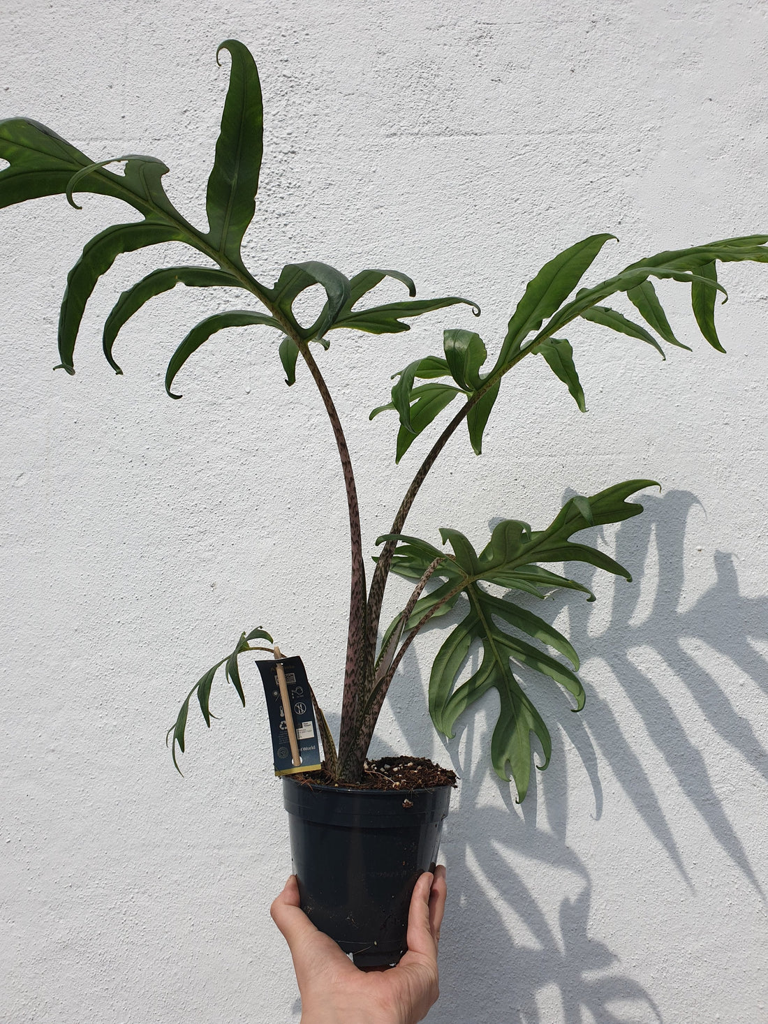 Alocasia brancifolia &