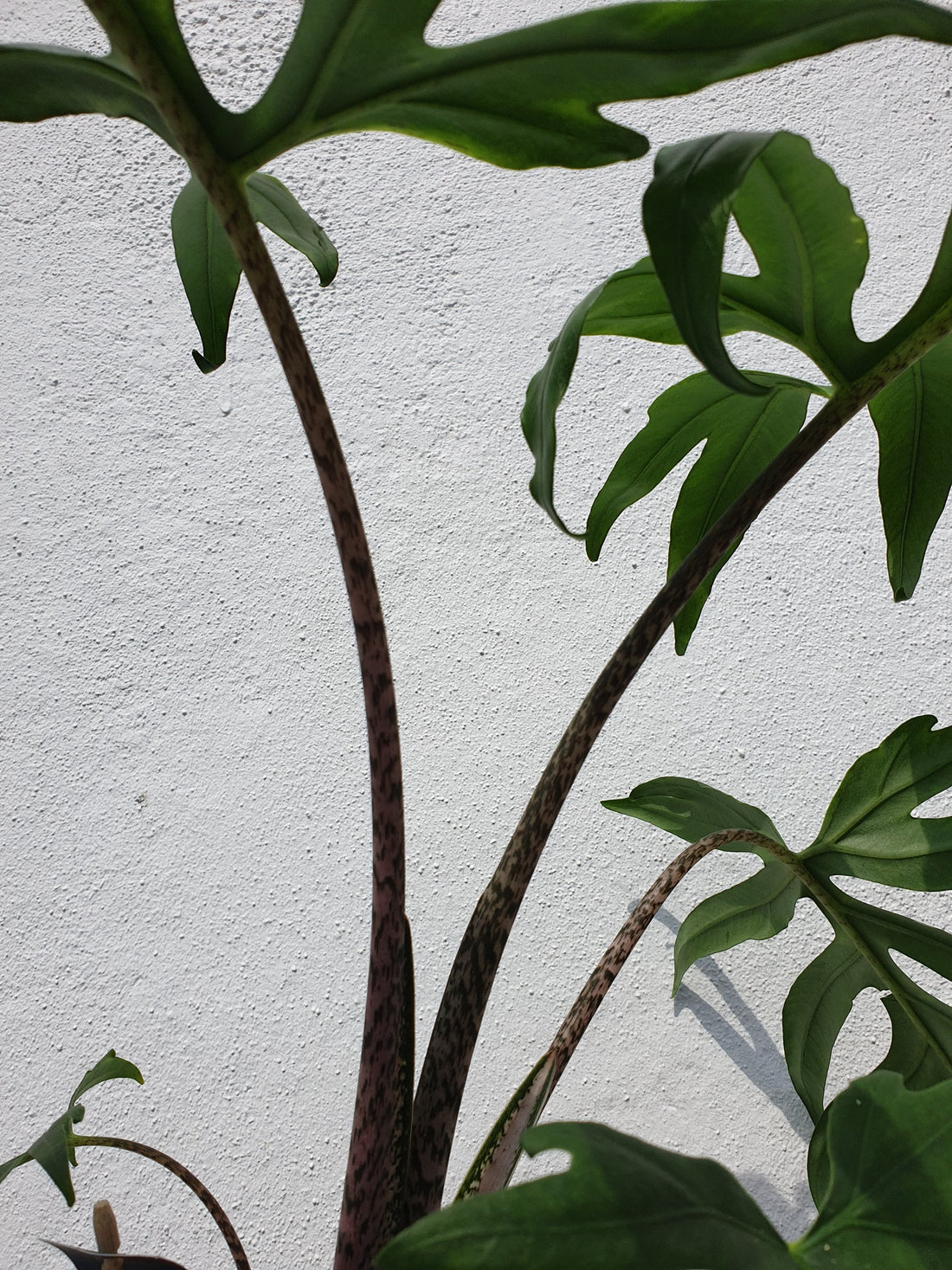 Alocasia brancifolia &