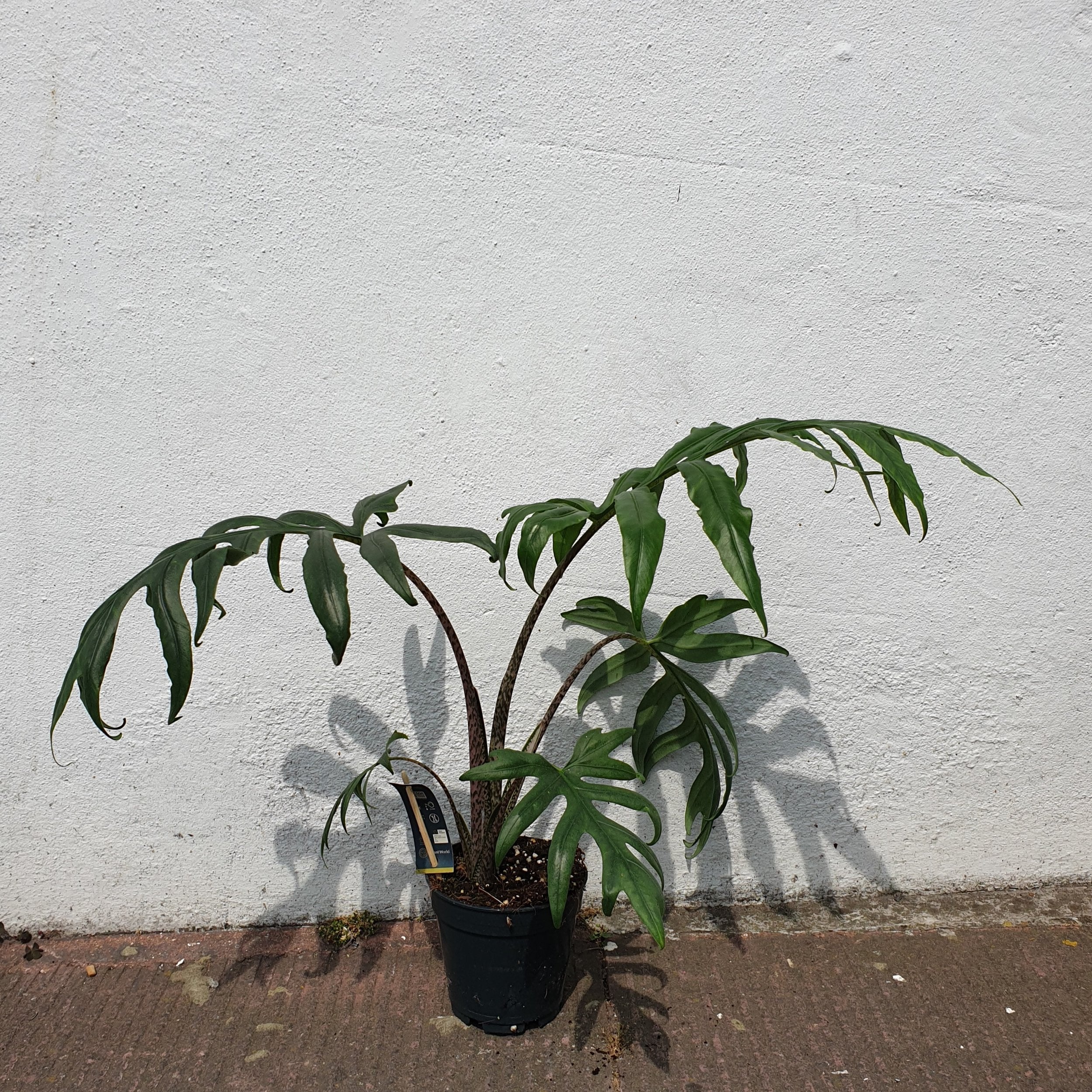 Alocasia brancifolia &