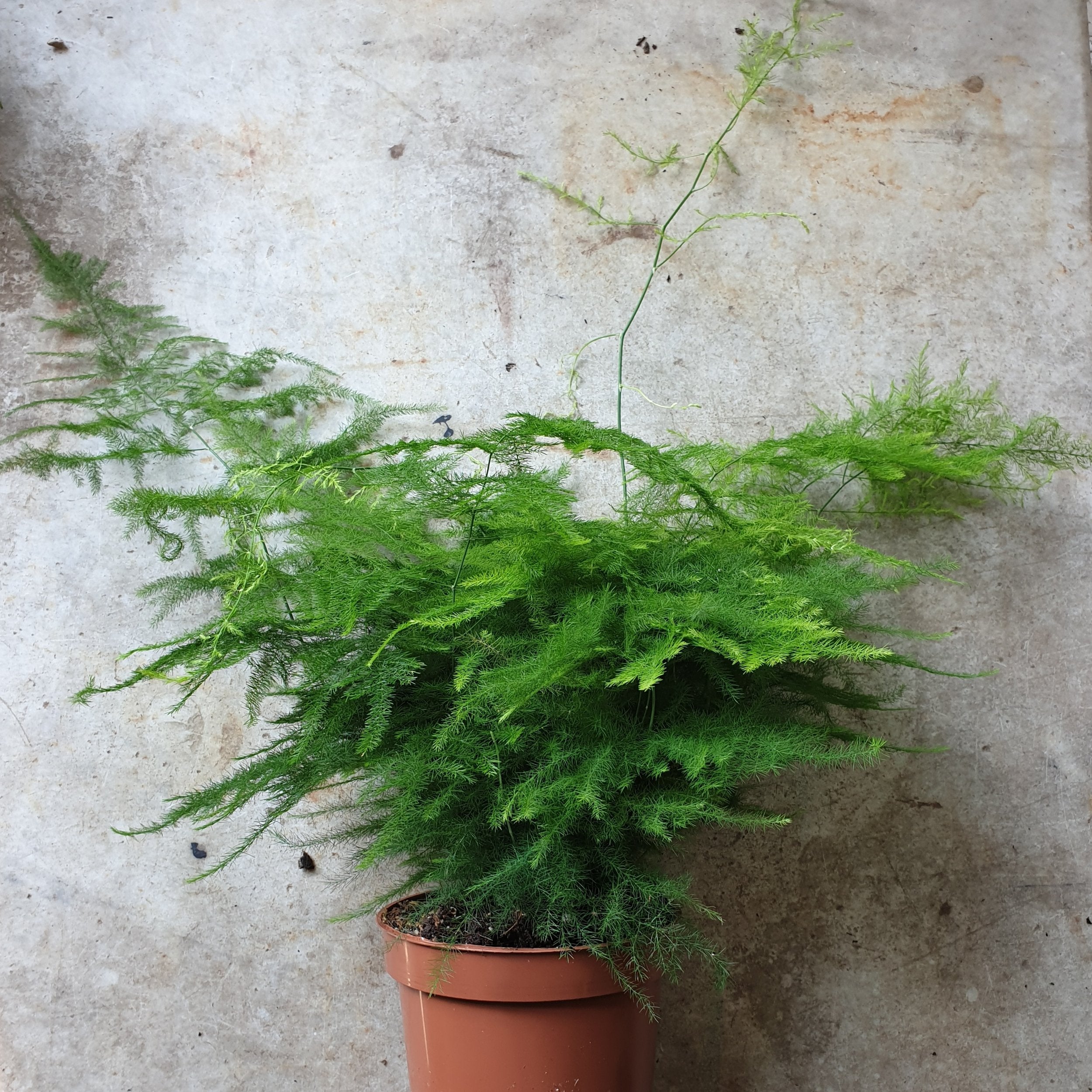 Asparagus setaceus (Asparagus fern) - Various sizes