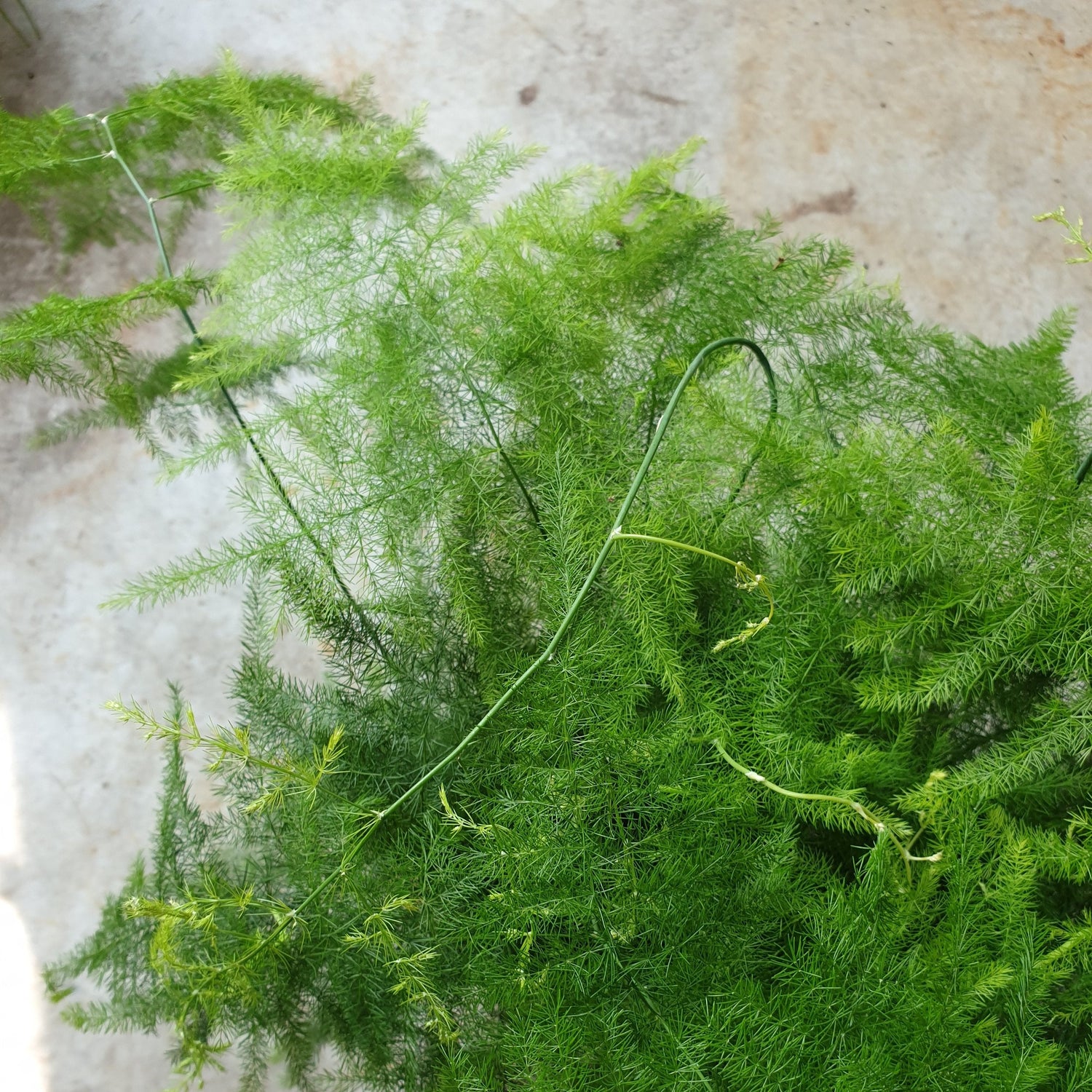 Asparagus setaceus (Asparagus fern) - Various sizes