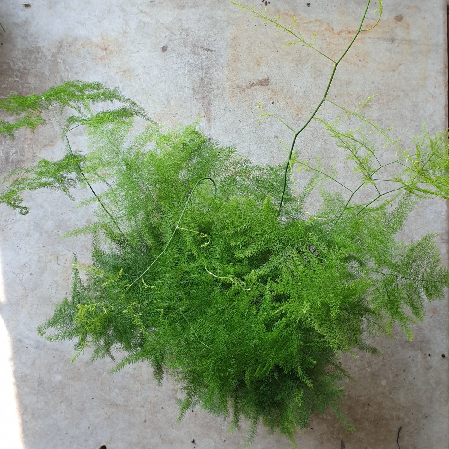 Asparagus setaceus (Asparagus fern) - Various sizes