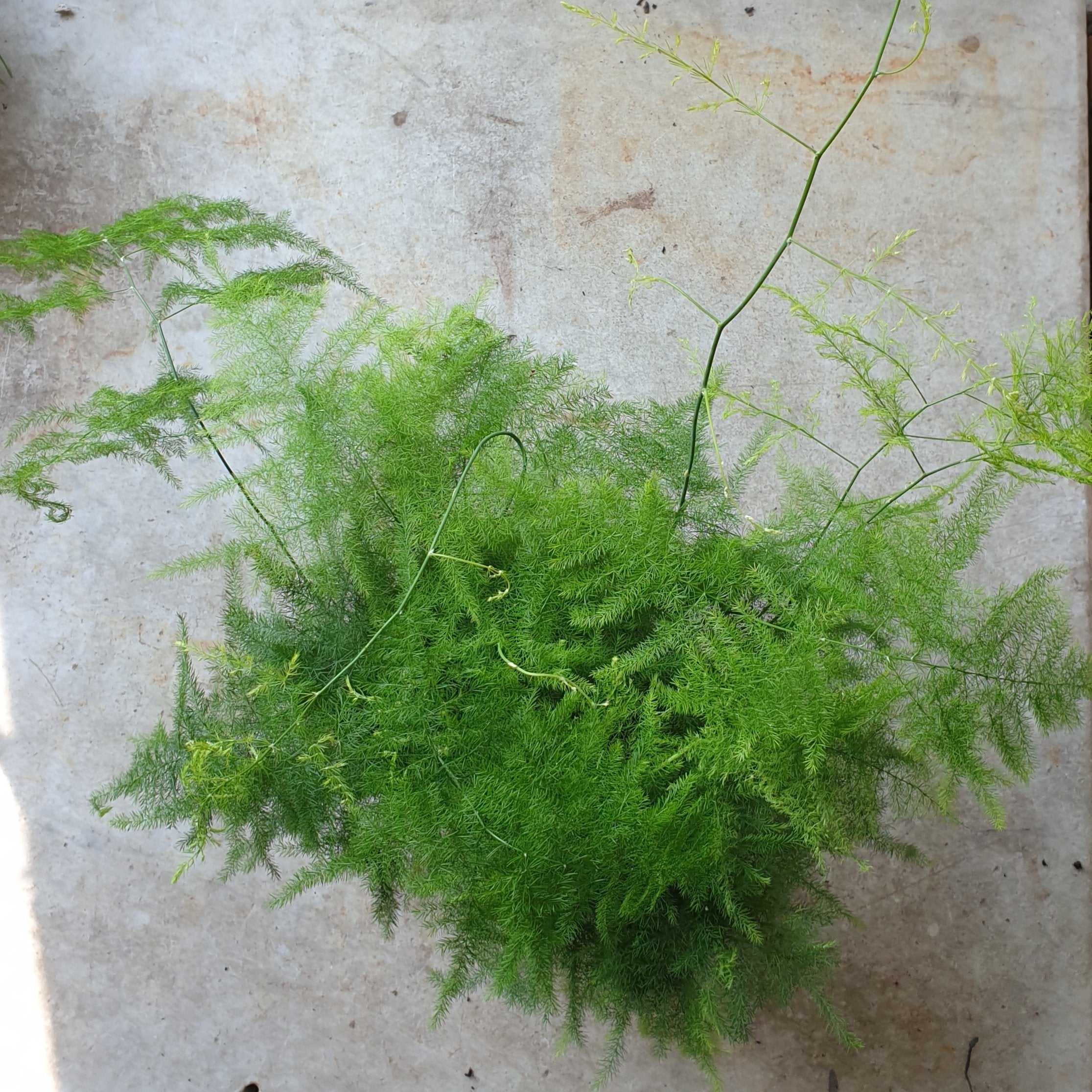 Asparagus setaceus (Asparagus fern) - Various sizes