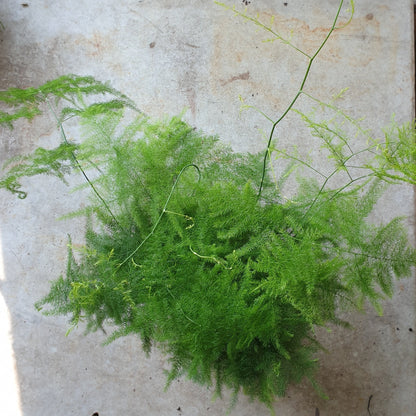 Asparagus setaceus (Asparagus fern) - Various sizes