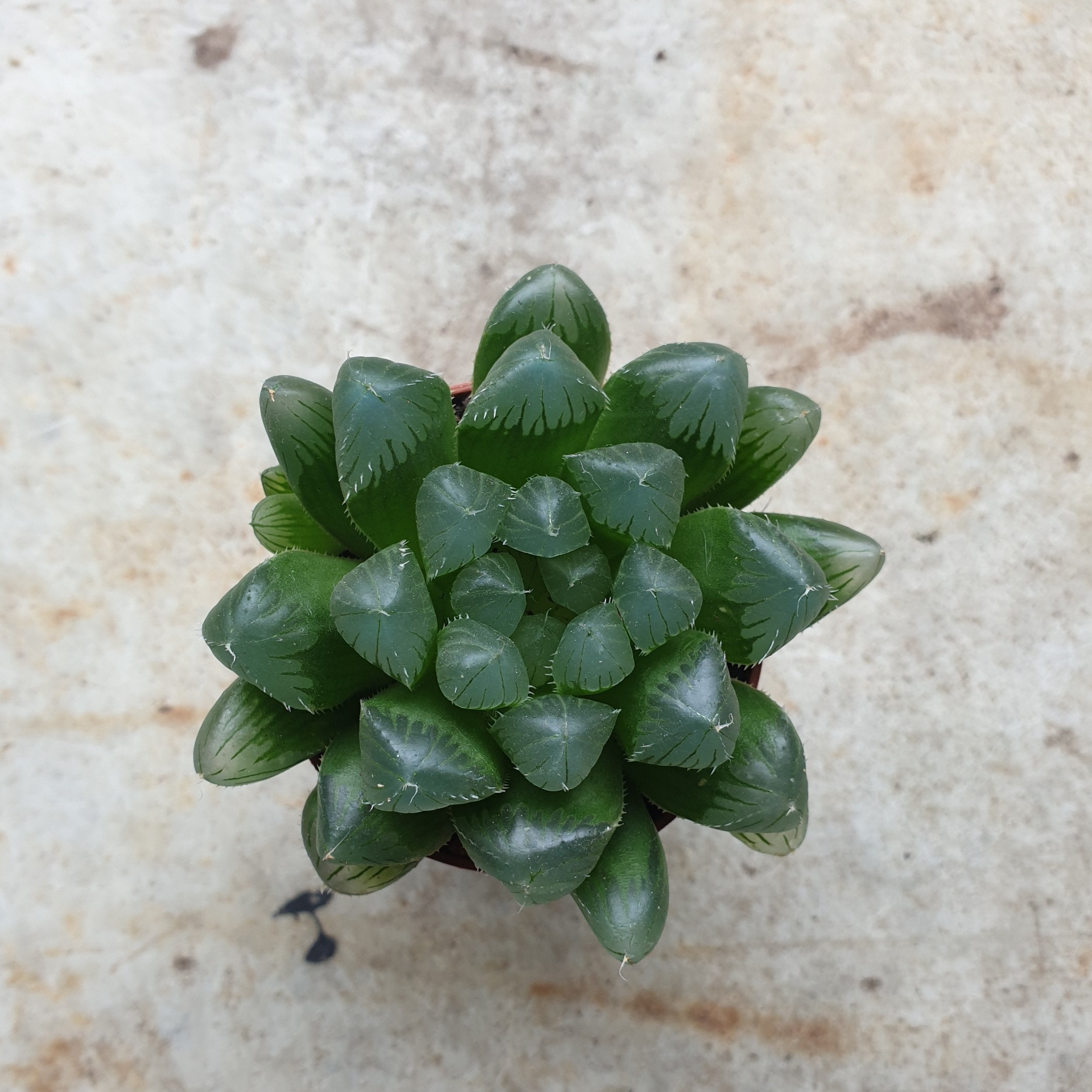 Haworthia cooperi (Window Haworthia)