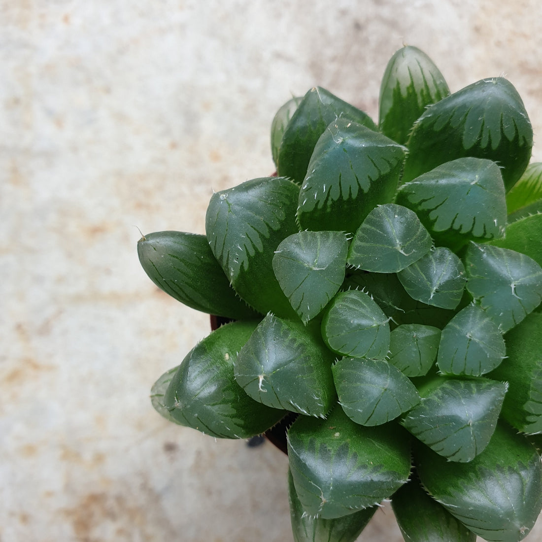 Haworthia cooperi (Window Haworthia)