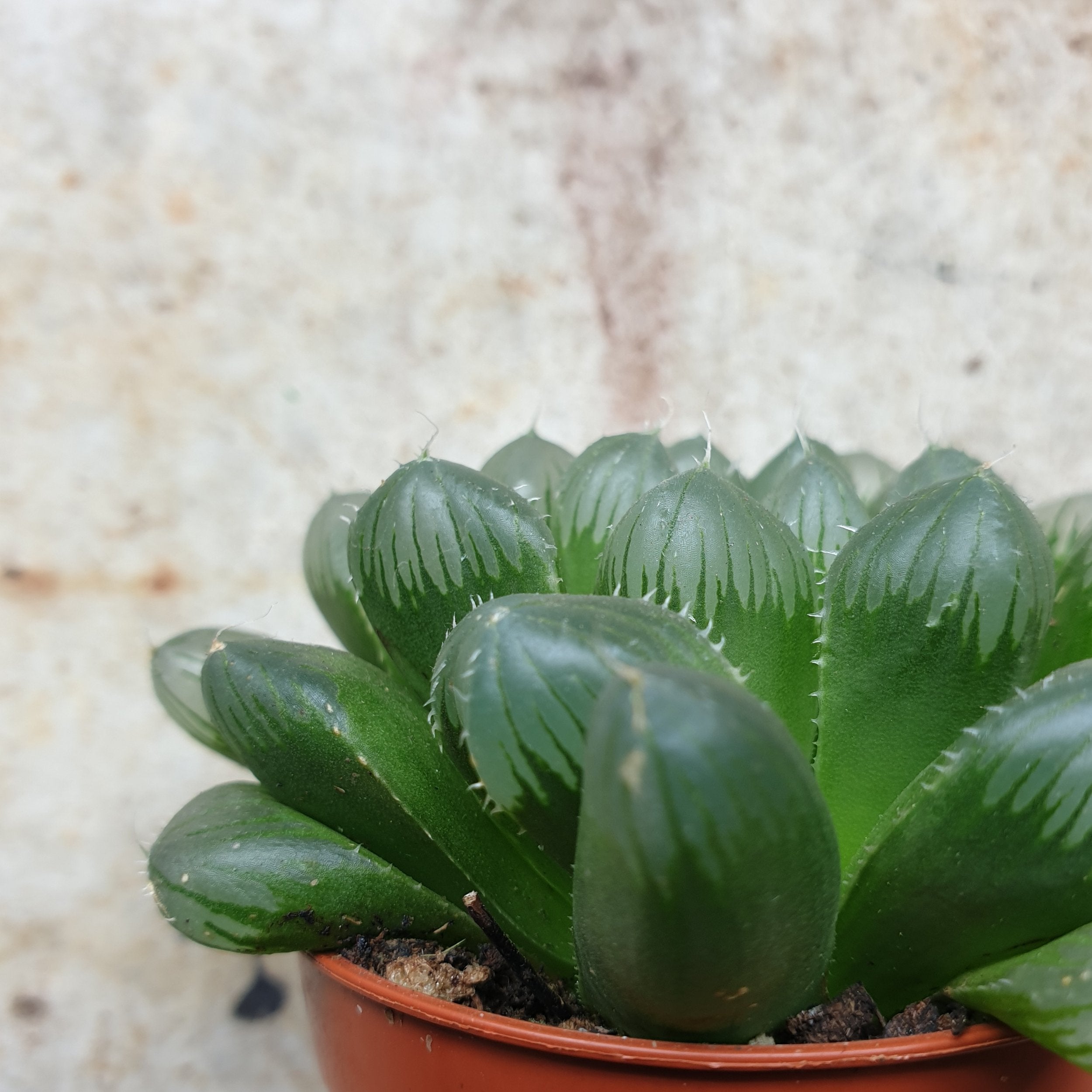 Haworthia cooperi (Window Haworthia)