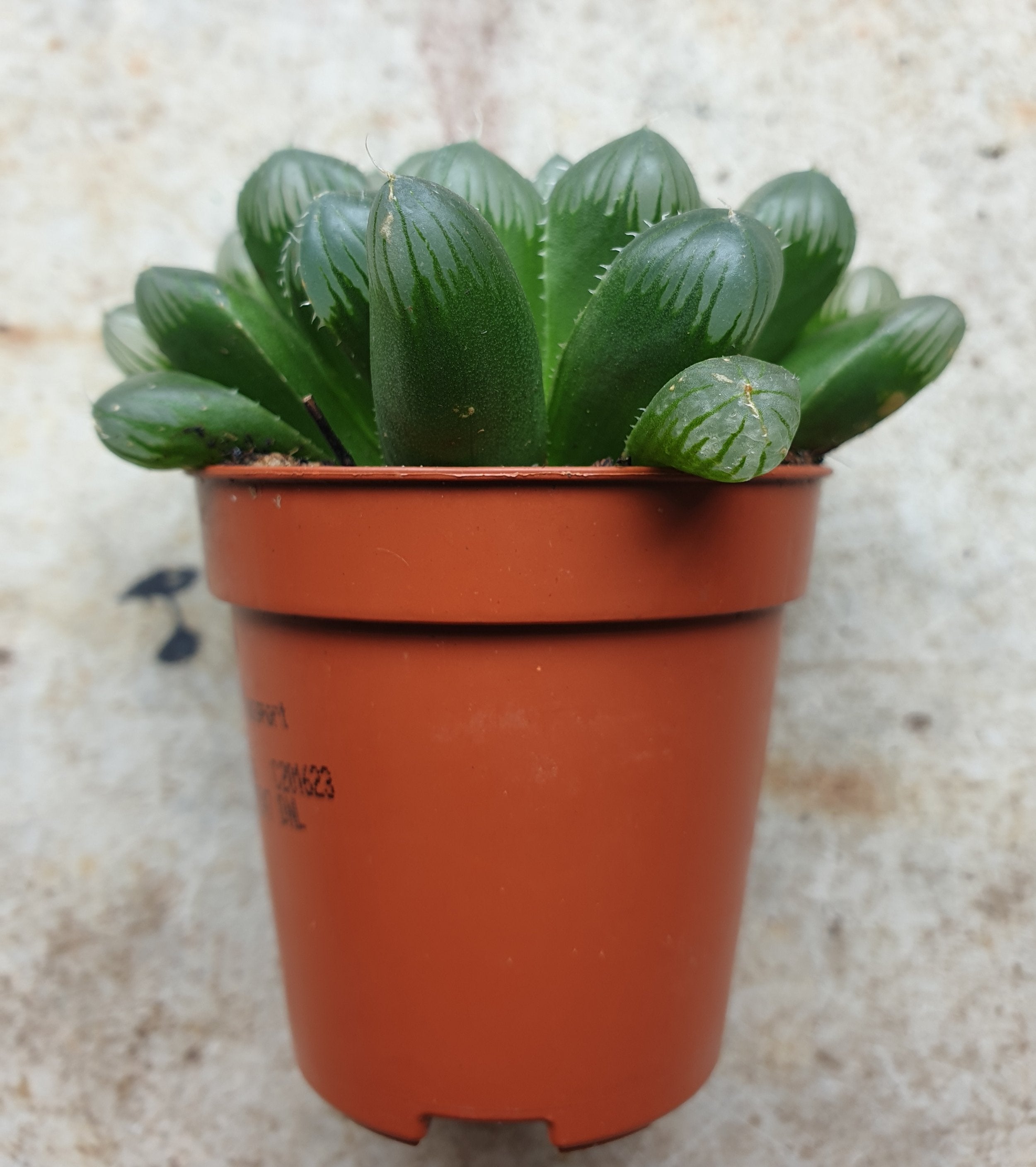 Haworthia cooperi (Window Haworthia)