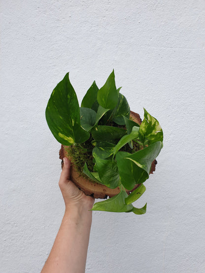 Mounted epipremnum aureum (Golden pothos)