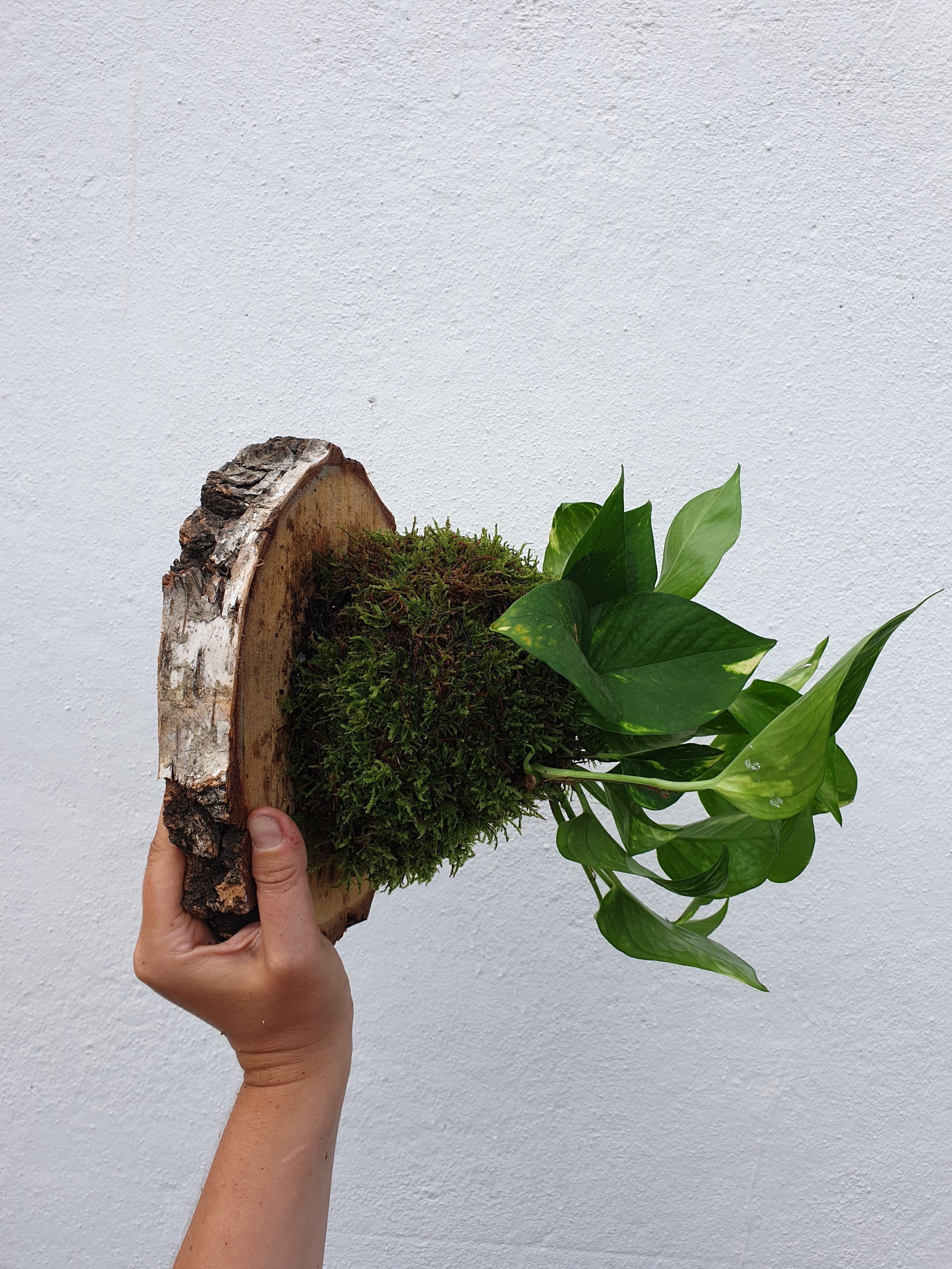 Mounted epipremnum aureum (Golden pothos)