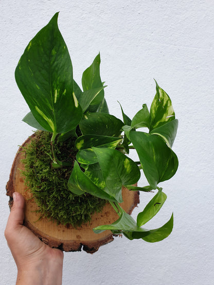 Mounted epipremnum aureum (Golden pothos)