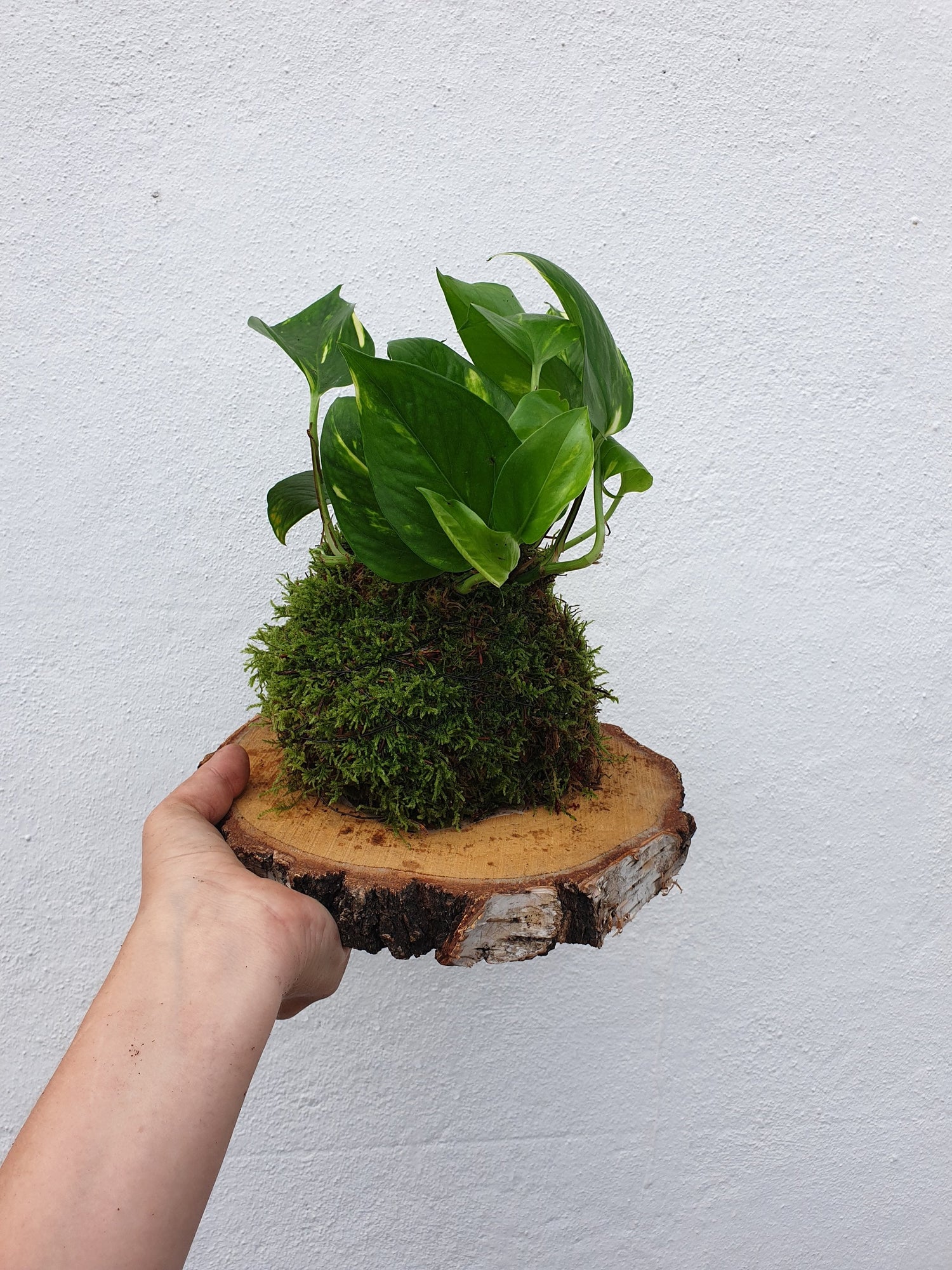 Mounted epipremnum aureum (Golden pothos)