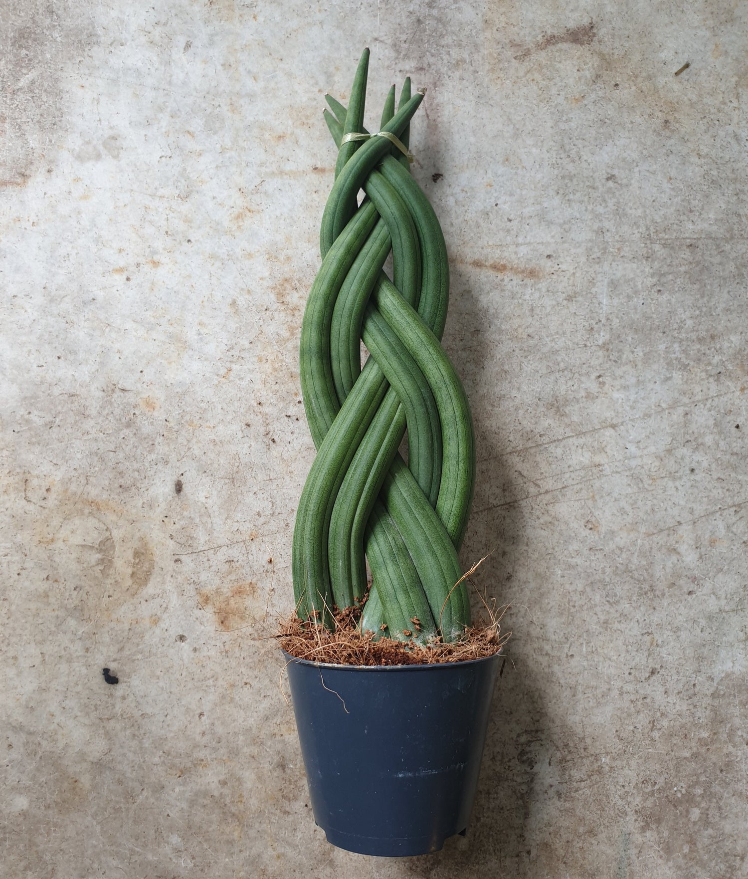 Dracaena syn. Sansevieria with braided stems ( Cylindrical Snake Plant/ African Spear)