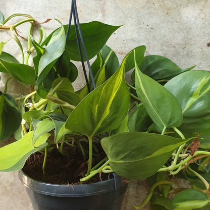 Philodendron scandens &