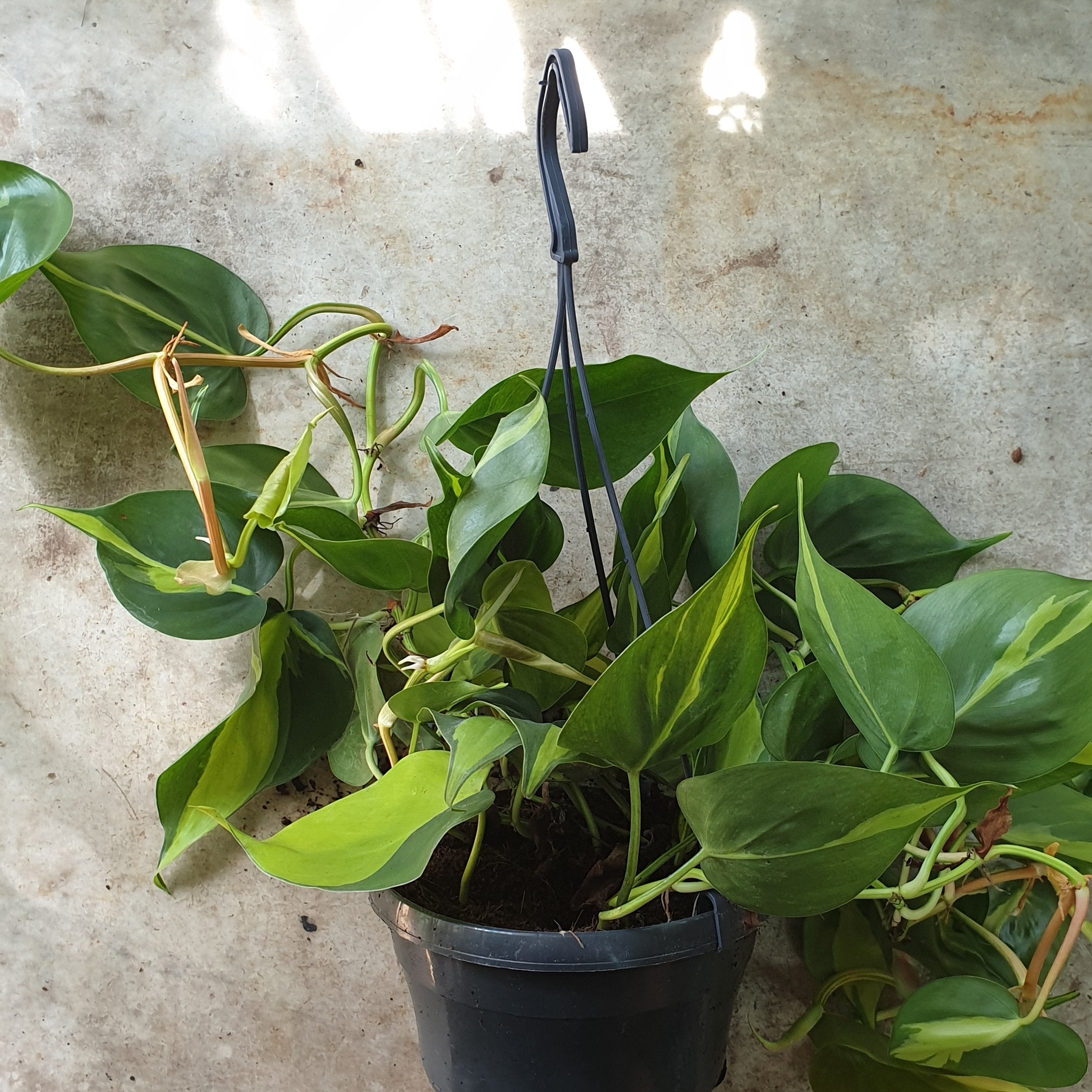 Philodendron scandens &