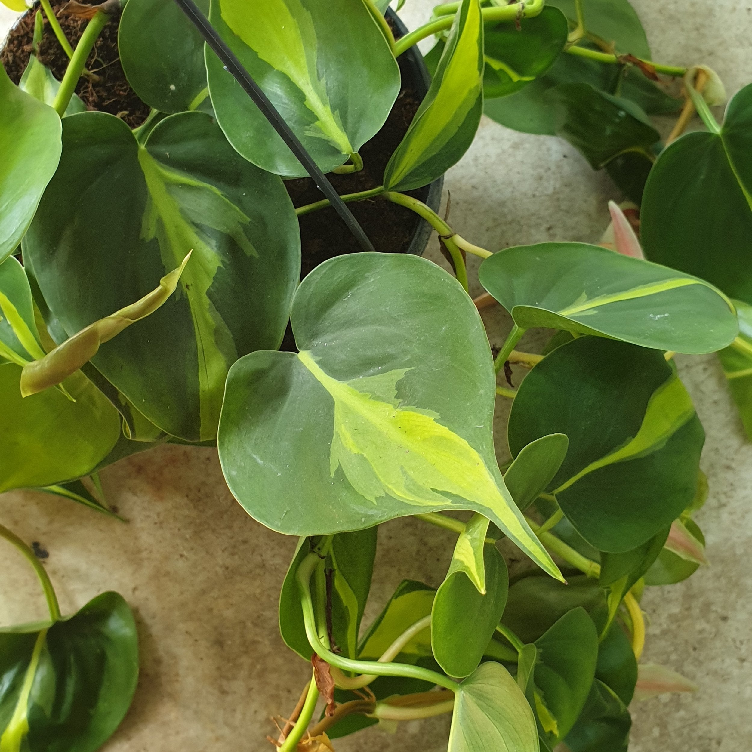 Philodendron scandens &