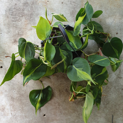 Philodendron scandens &