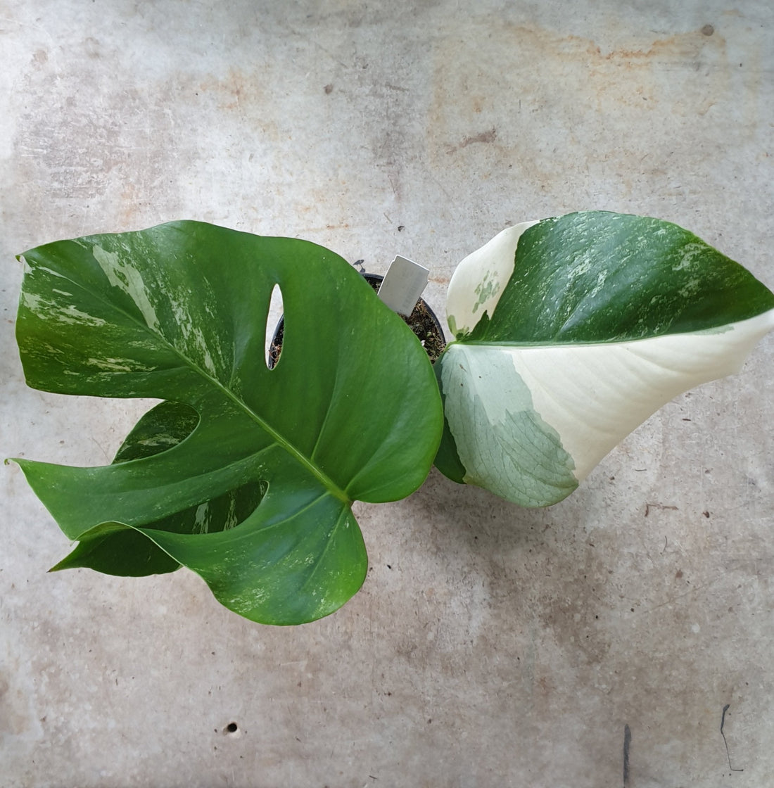 Variegated Monstera deliciosa (Variegated cheeseplant)