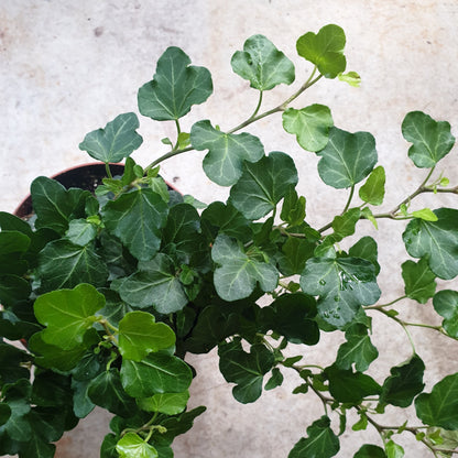 Hedera helix &