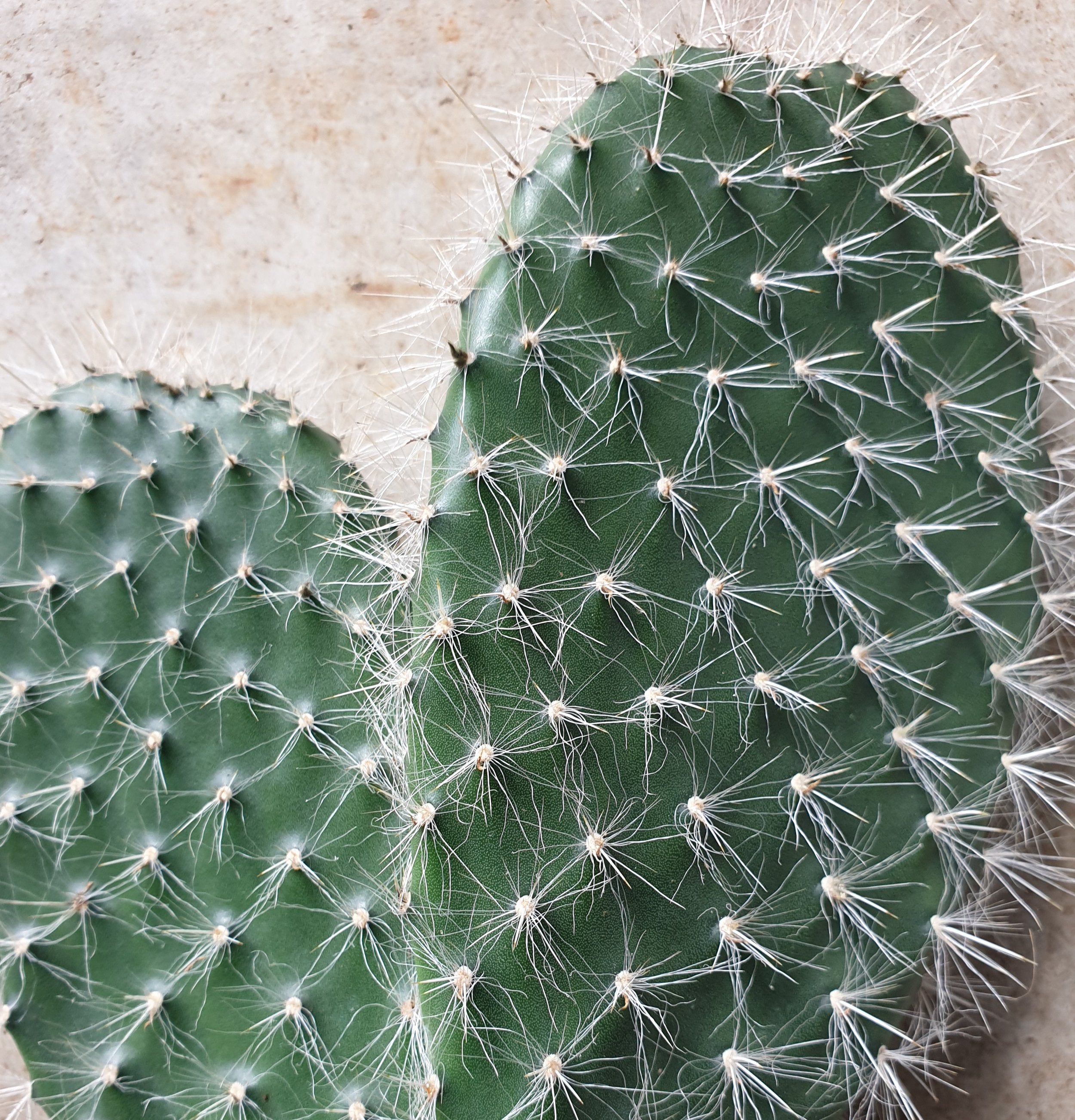 Opuntia pylana (Bunny ears cactus) -30cm tall