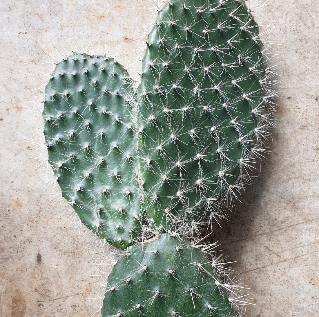 Opuntia pylana (Bunny ears cactus) -30cm tall