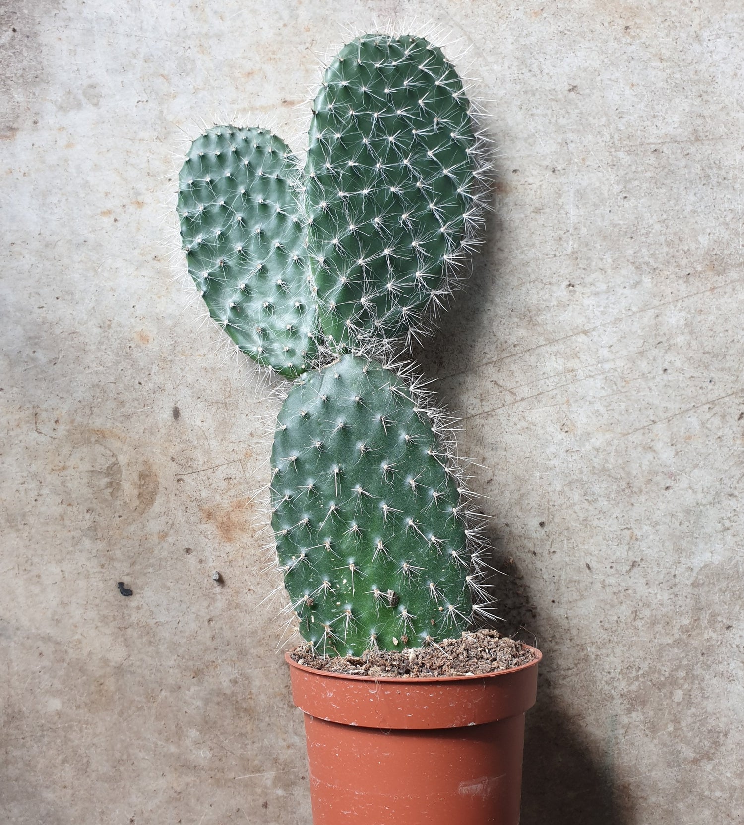 Opuntia pylana (Bunny ears cactus) -30cm tall