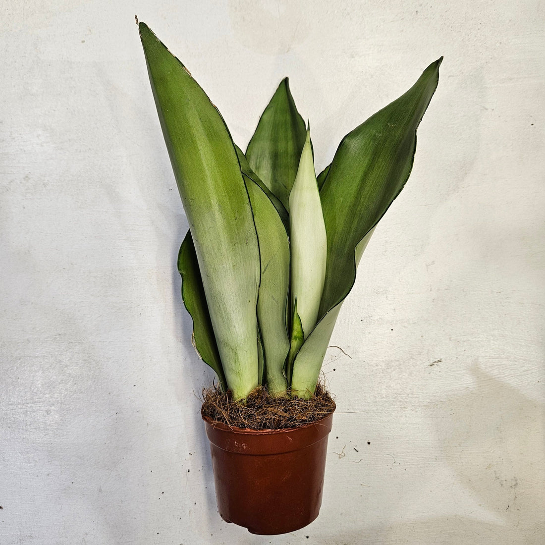 Sansevieria trifiasciata &