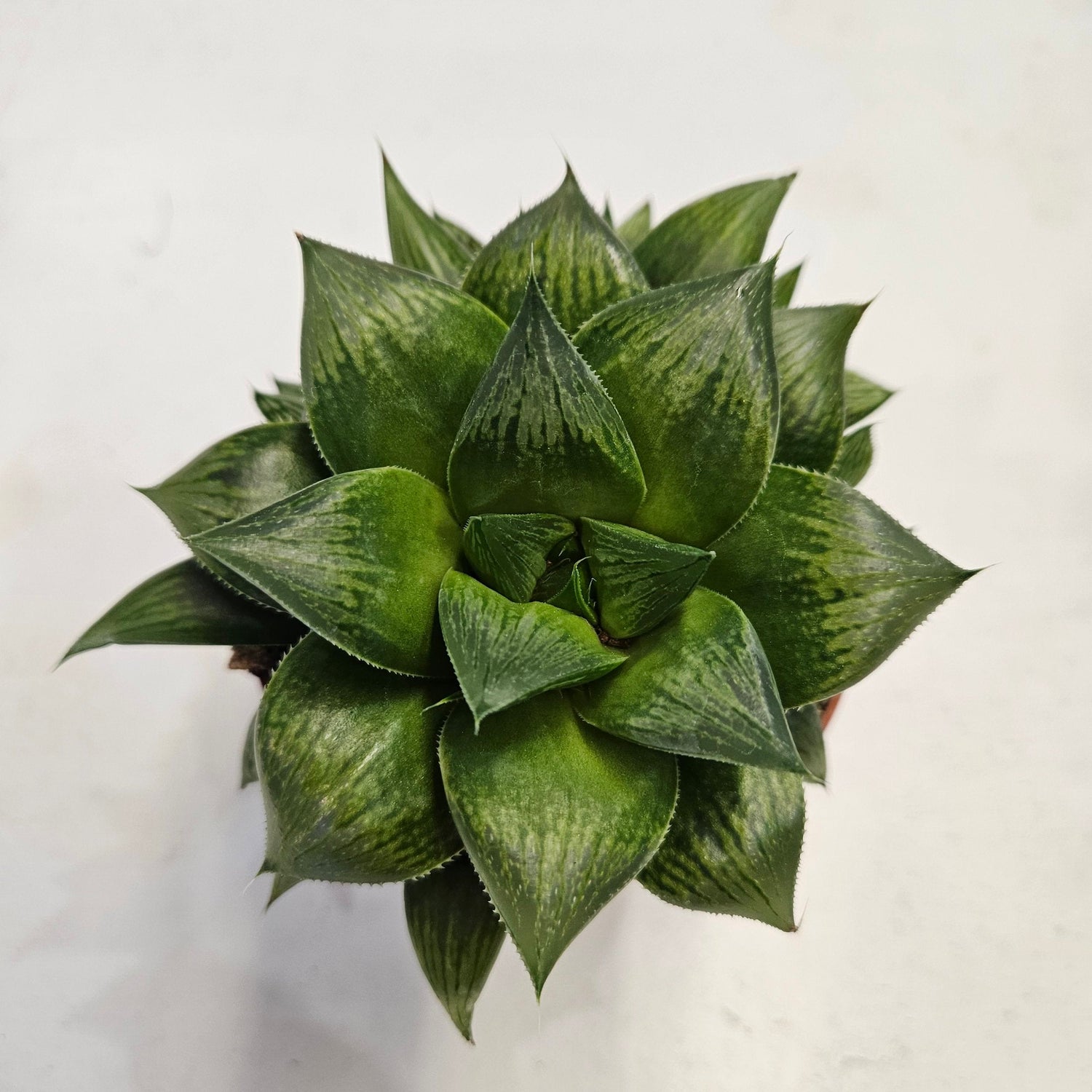 Haworthia retusa (Star cactus)