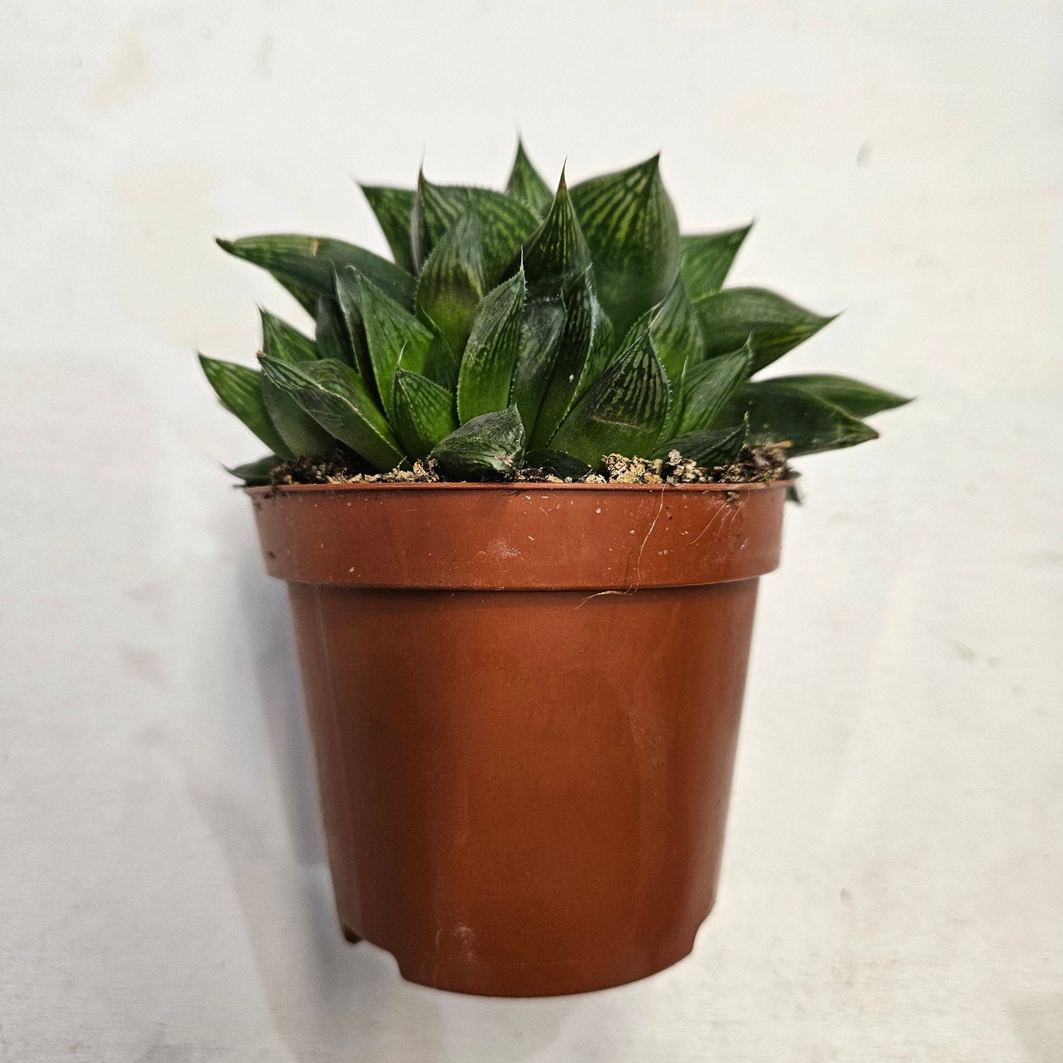 Haworthia retusa (Star cactus)