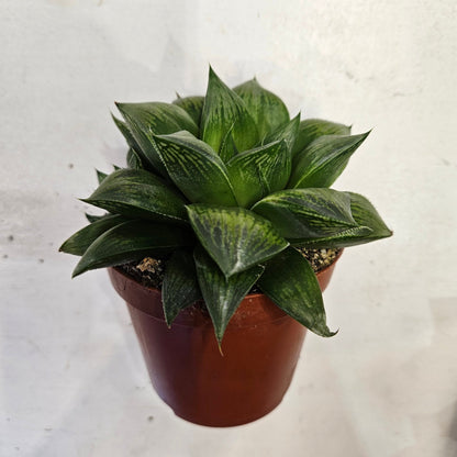 Haworthia retusa (Star cactus)