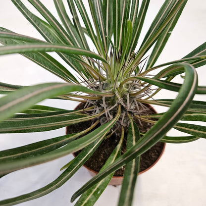 Pachypodium greyi (Madagascar palm)