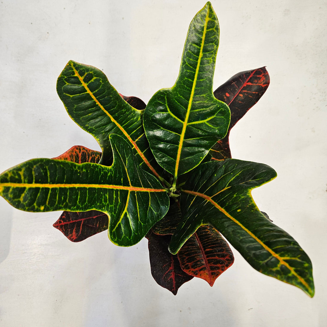 Codiaeum variegatum &