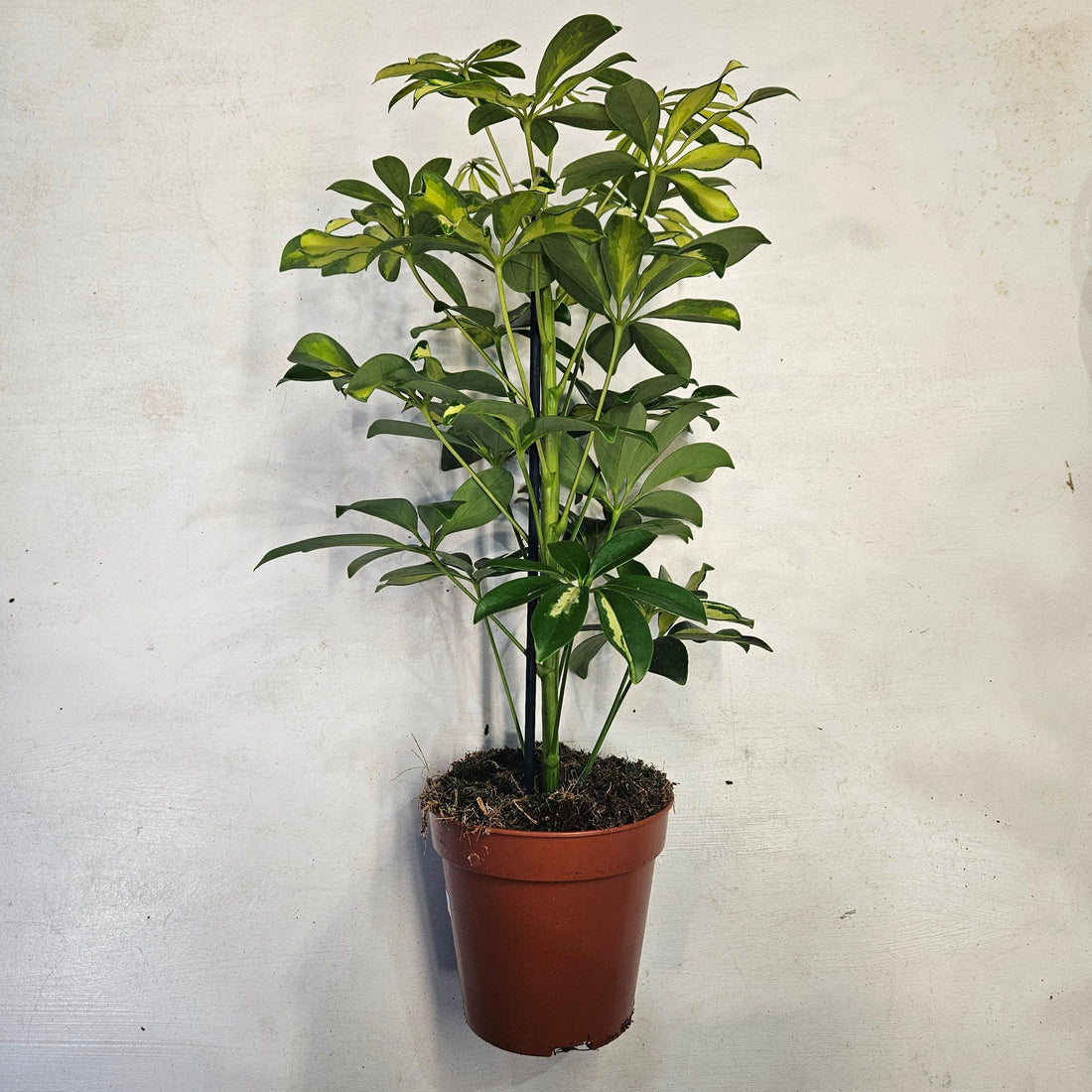 Schefflera arboricola &