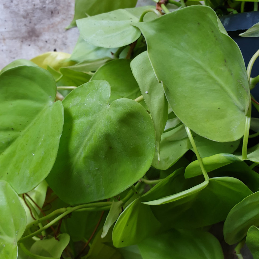 Philodendron scandens &