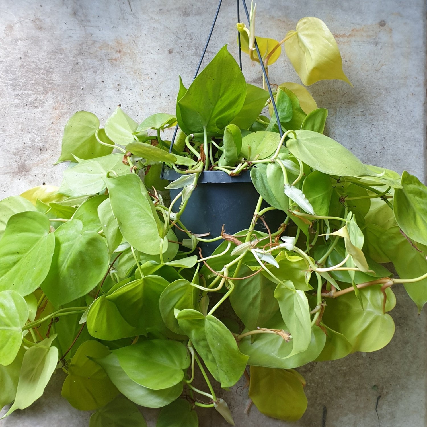 Philodendron scandens &