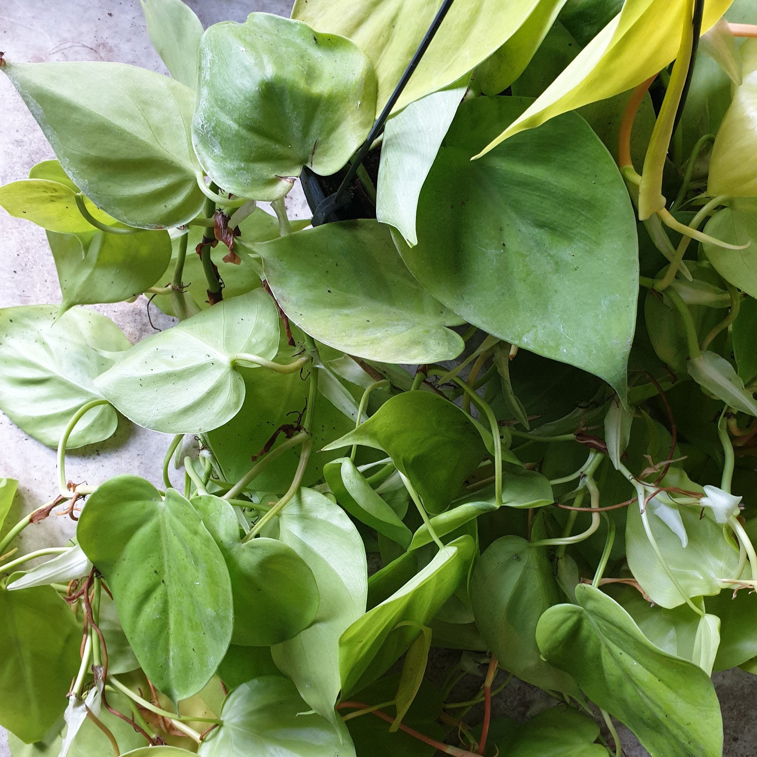 Philodendron scandens &