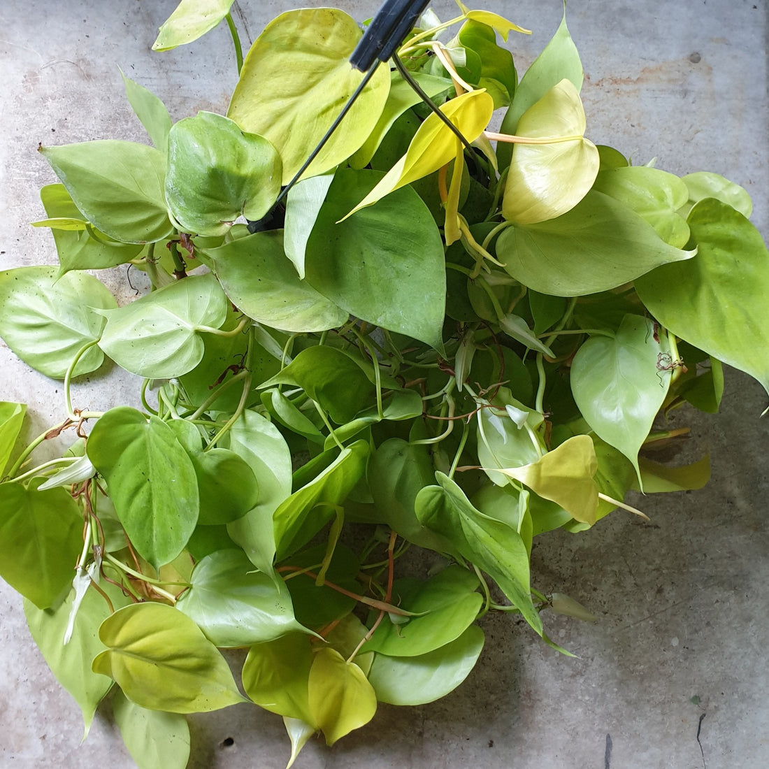 Philodendron scandens &