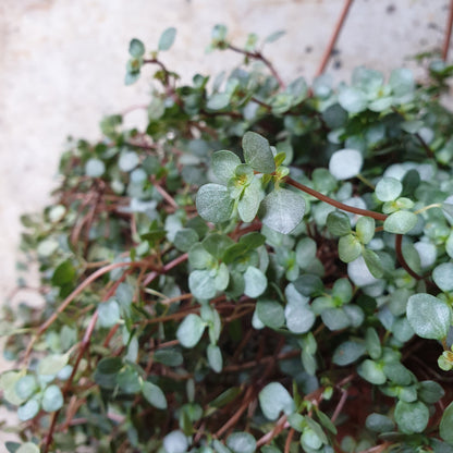 Pilea glaucophylla greyzy &