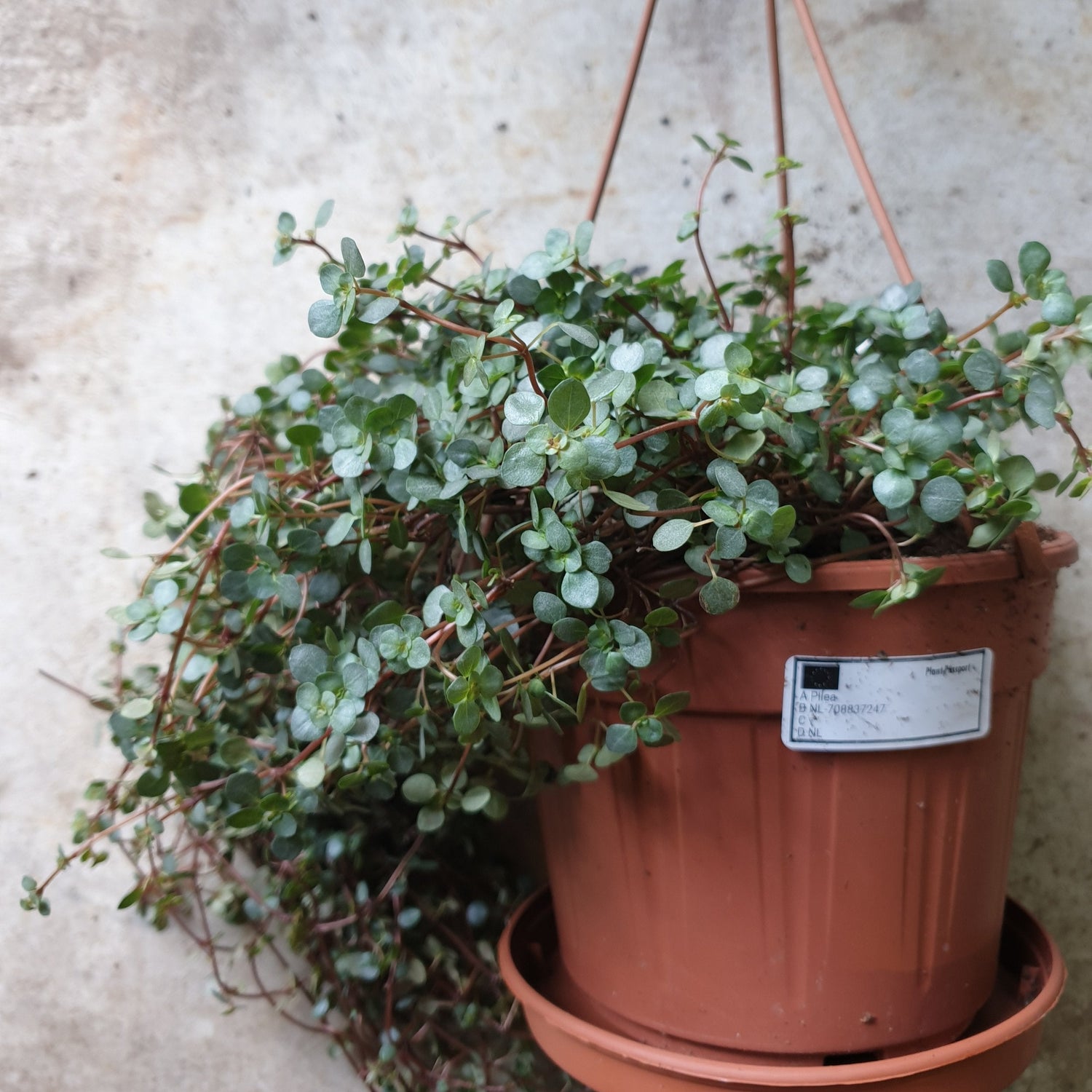 Pilea glaucophylla greyzy &