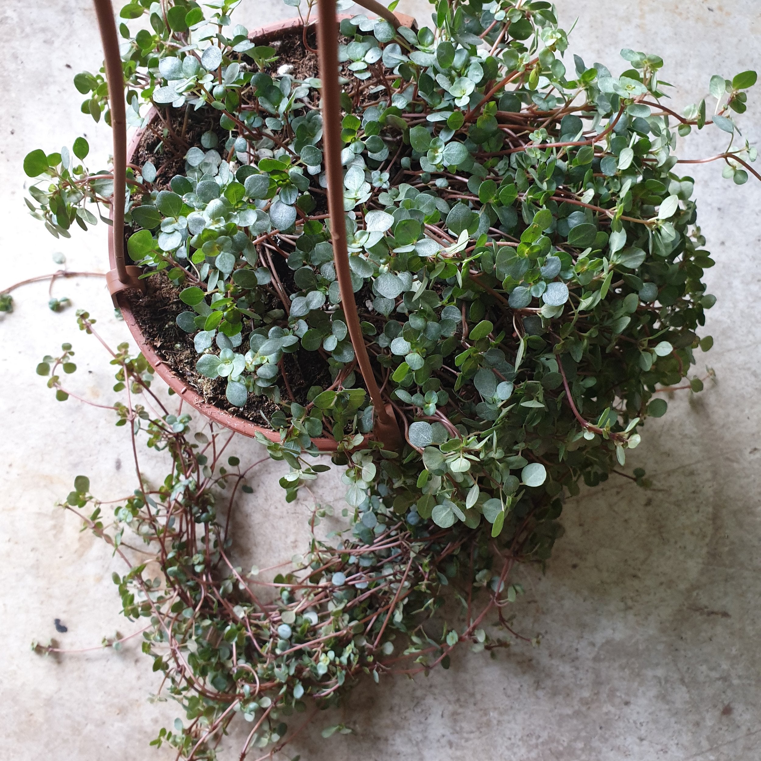 Pilea glaucophylla greyzy &