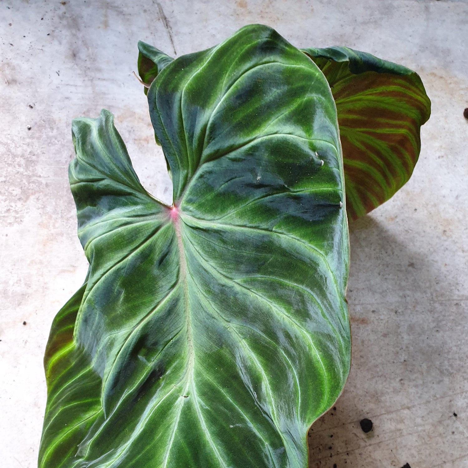 Philodendron verrucosum &