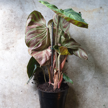 Philodendron verrucosum &