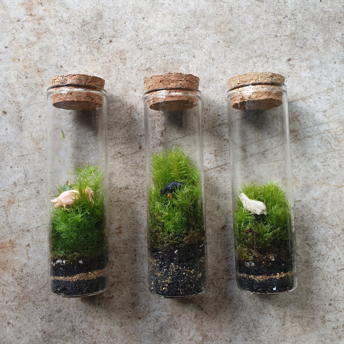 Test tube moss terrarium- 2 types available