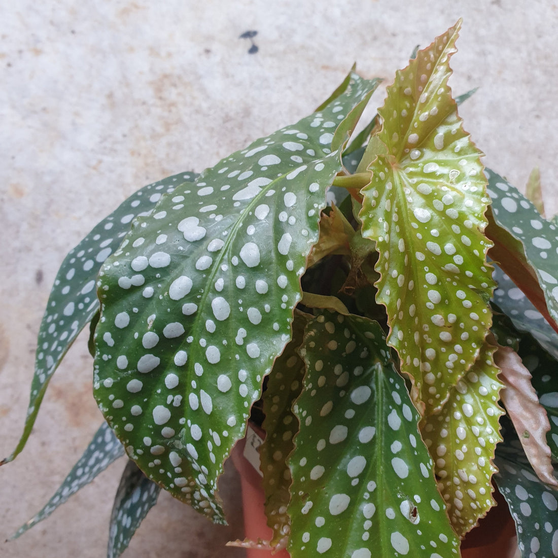 Begonia maculata &