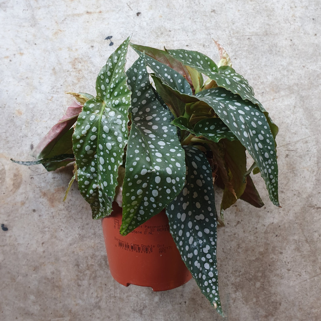 Begonia maculata &